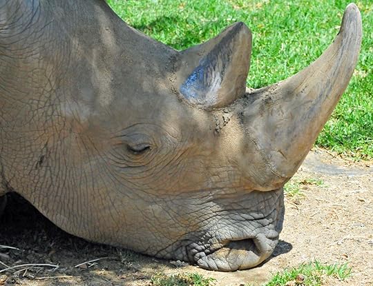 Northern male white rhino