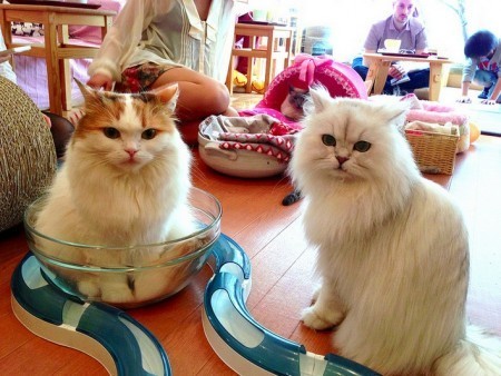 cat-cafe