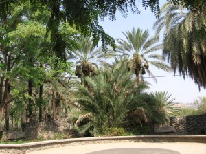 Dates growing in bags