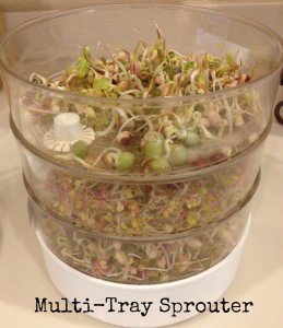 Get started sprouting seeds