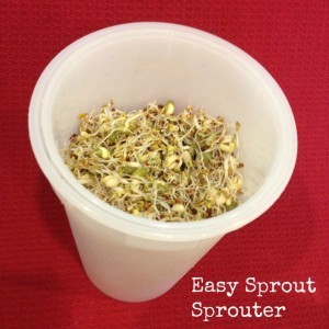 Get started sprouting seeds