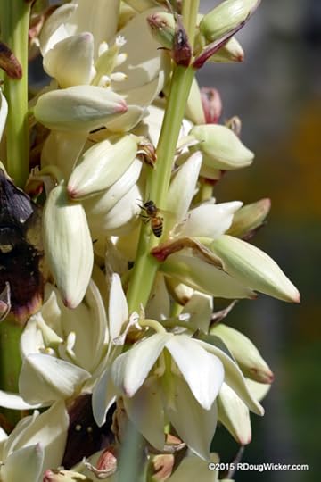 You saw the bird; here's the bee
