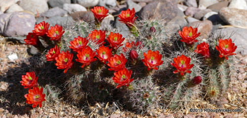 Cactus Flower