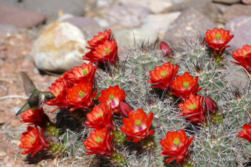 Cactus Flower