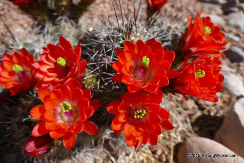 Cactus Flower