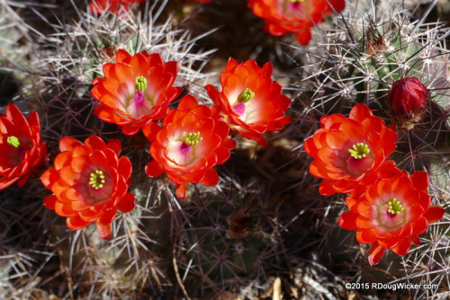 Cactus Flower