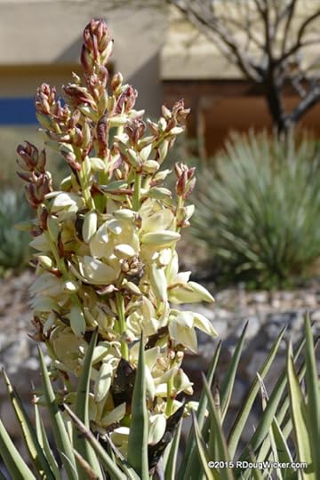 Yucca Flower
