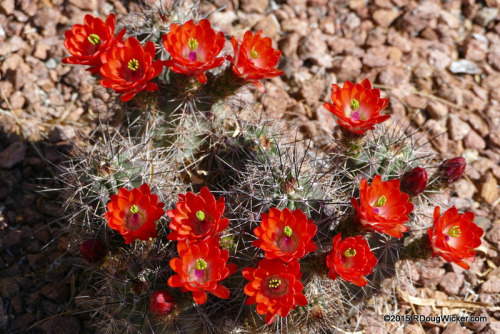 Cactus Flower