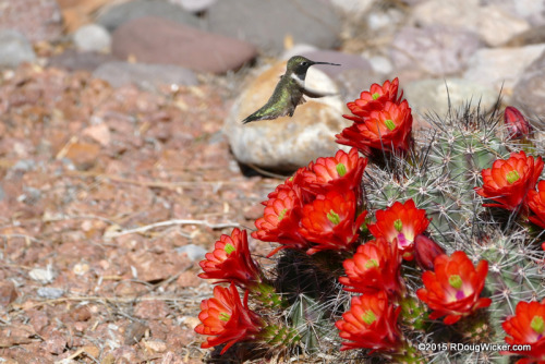 Hummingbird