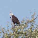 Bald Eagle, Skagit