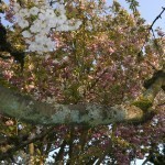Apple and cherry branches