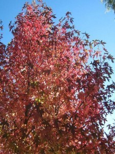 Autumn fire