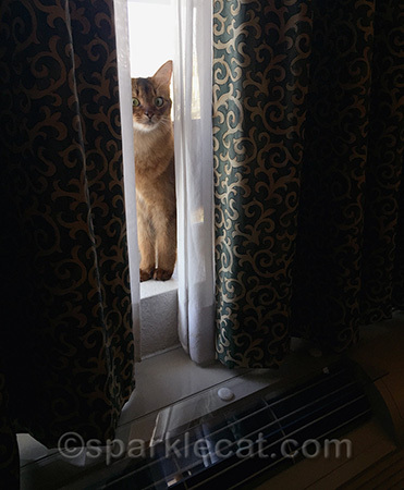 Peek a boo!