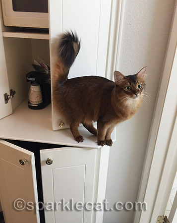 My human did not store the cat food in here - she HID it!
