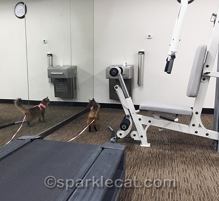 I'm glad I don't have to compete in cat shows against that Mirror Kitty!
