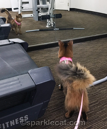Actually I think that Mirror Kitty could lose a couple of ounces