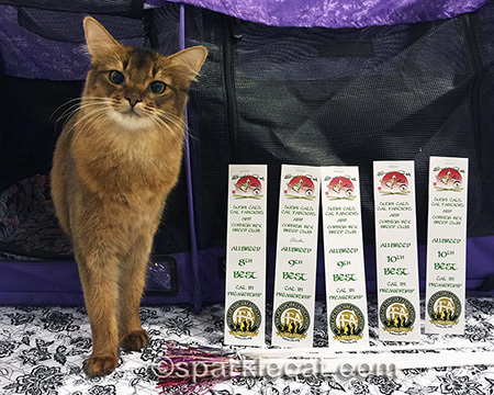 I learned this pose at Somali Cat Finishing School... just kidding!