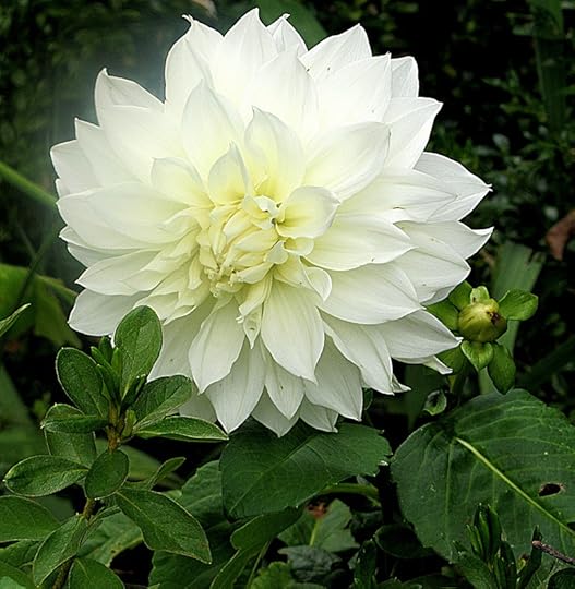 Pretty Dahlia