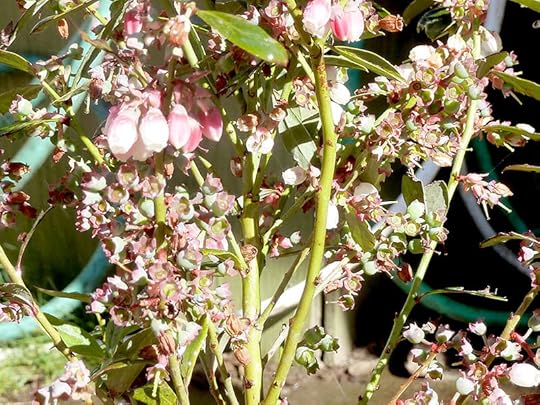 sunshine-blueberry-early-fruit
