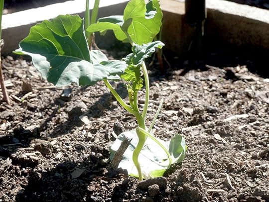 broccoli-starts