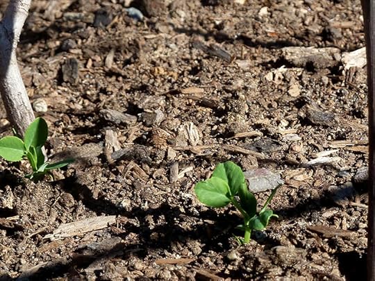 pea-starts