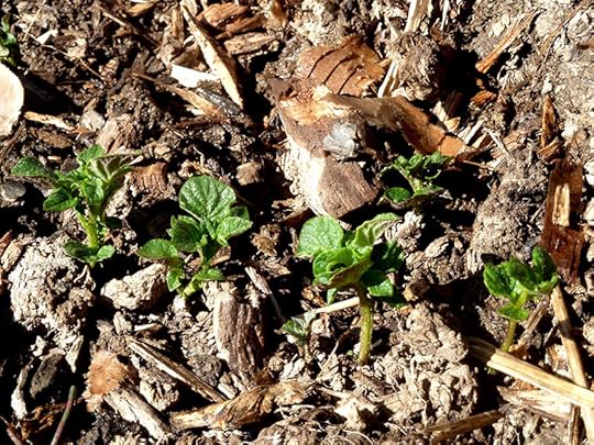 potatoes-small-starts