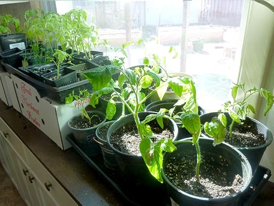 indoor-tomato-starts