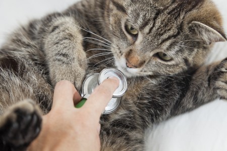 cat-vet-stethoscope