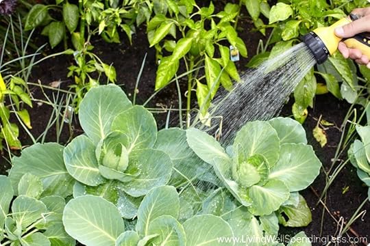 How to Grow a Vegetable Garden