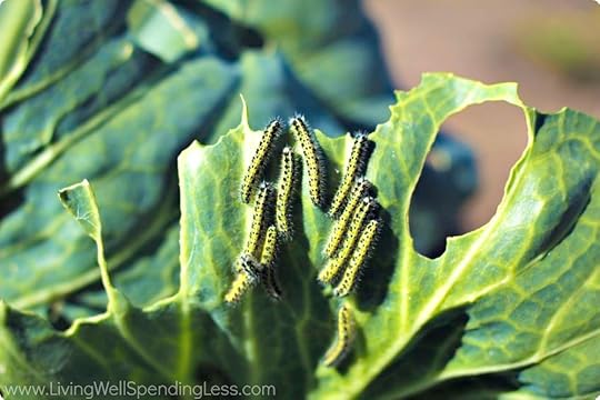 How to Grow a Vegetable Garden bugs
