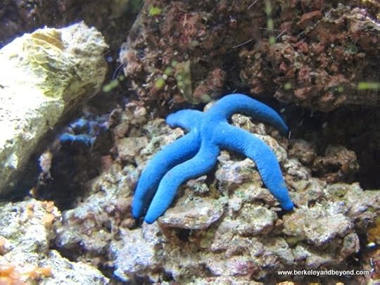 blue starfish at Kula Eco Park in Fiji