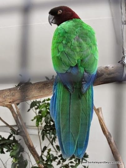 parrot at Kula Eco Park in Fiji