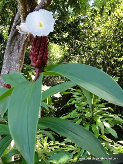 kava plant at Kula Eco Park in Fiji