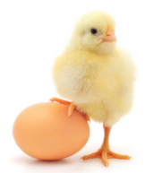 Which came first?