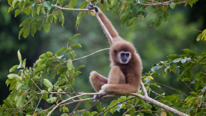 WhiteHandedGibbonWikipedia