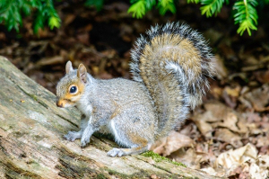 gray-squirrel-on-a-log-1446406-m
