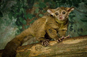 bushbabies-photojpg-2e4bb907ac61e627