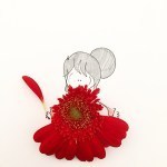 Rosso a capodanno? No. Nero