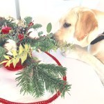 La mia piccola fiorista