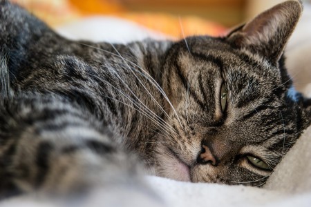 topical-pain-medication-fatal-to-cats