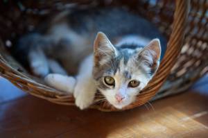 Cat in Basket