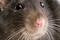 rat
