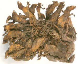 rat-king