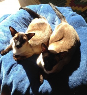 Solen! Äntligen är SOLEN här!