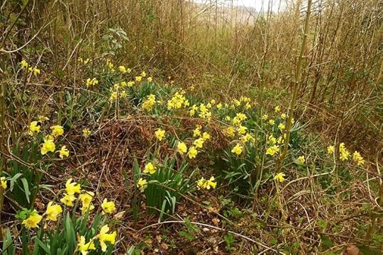Wild daffodils