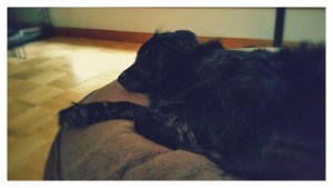 Edgar relaxing on his new bed.