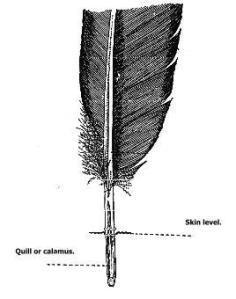 Feather Contour