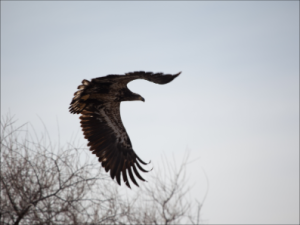 Shall mount up as eagles ...