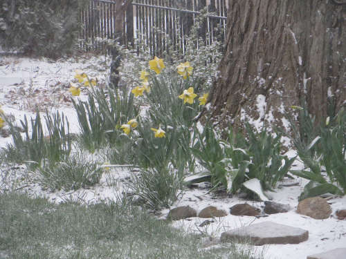 SnowDaffs