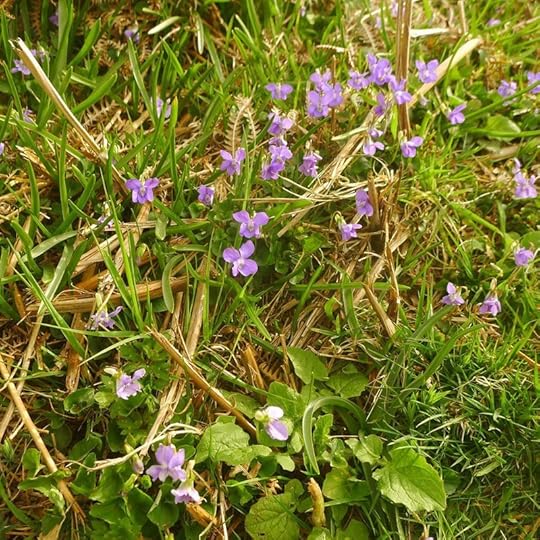 Wildflowers